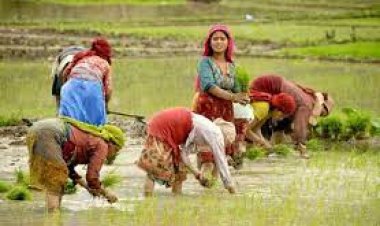 धान बुआई का रकबा 384.05 लाख हेक्टेयर रहा