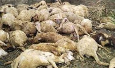 मारवाड़ जंक्शन: सिचाना गांव में अज्ञात कारणों से 60 भेड़ों की मौत, पशुपालक पर दुखों का पहाड़ टूटा